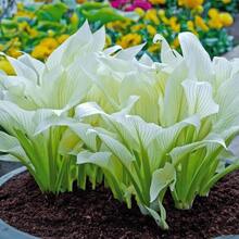 Semillas de Planta Hosta Pluma Blanca para Plantar en el Jardín del Hogar - 200 semillas de hosta de pluma blanca - Ver 7