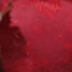 66254 Wine Red