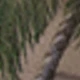 Màu Khaki