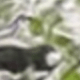 Album ảnh gợn sóng nước