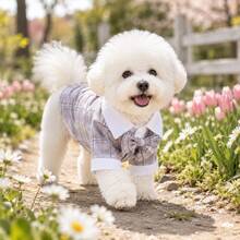 小型犬男童小狗衣服 格紋狗領結襯衫 正式寵物套裝 春夏服飾 適用於比熊 貴賓犬 吉娃娃 約克夏 - 彩色 - 查看 5