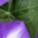 Purple White