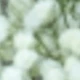 White-green 3