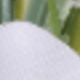 trắng
