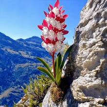 Perennial Flowering Orchid Seeds, Cold And Heat Resistant, Indoor And Outdoor Plants For Garden, Bonsai, Garden Decoration, Flowers, Fruits And Vegetables, Ideal For Plant Enthusiasts, Natural Gift - 50粒/種子 - 查看 3