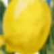 彩色