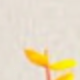 trắng