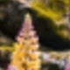 viên kim cương tròn