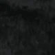 الأسود