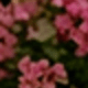 4層花架