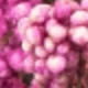 Pink Rice Flower