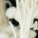 Pure White Rice Flowers