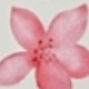 花彩