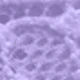 Violet Purple