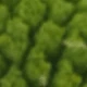 Green 3