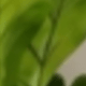 màu xanh lá