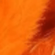 Burnt Orange