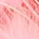 Light Pink Rabbit Tail Grass