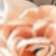多色/