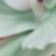 薄荷綠