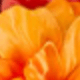 Red + Orange