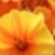 彩色