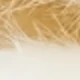 White Raw