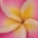 Rose Purple