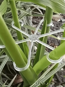 4入龜背竹支撐樁，防傾斜支撐，春雨花盆枝條固定支撐，園藝花卉與綠植防傾斜支撐樁 - 多色 - 查看 3