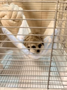 1件小動物上下舖躲藏屋/隱身處，籠內配件，可水洗，吊床設計，適合老鼠、松鼠、蜜袋鼴、雪貂、大鼠、龍尾鼠及其他小型寵物 - 查看 12