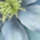 藍色系