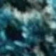 Blue Lover's Grass