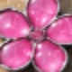 Pink Flowers