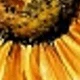 Multicolor - Sunflower