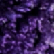 Purple Love Grass