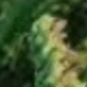 Green Love Grass
