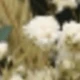 Brownish-green 4
