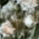 White Green 7