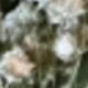 White Green 7