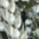 White-green 6