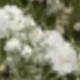 White and Green 5