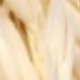 White 1