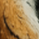 Tiger Barrel Sticker