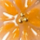 Coral Orange