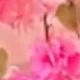 Rose Pink