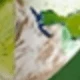 Green Border