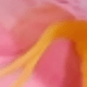 彩色