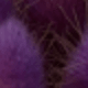 Light Purple Rabbit Tail Grass 1