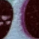 Multicolored Fruits