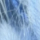 Light Blue Rabbit Tail Grass
